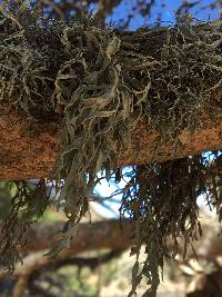 Ramalina subleptocarpha image