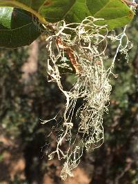 Ramalina menziesii image