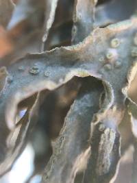 Ramalina subleptocarpha image