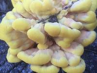 Laetiporus gilbertsonii image