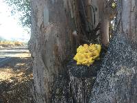 Laetiporus gilbertsonii image