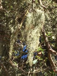 Ramalina menziesii image