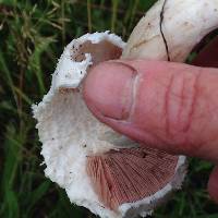 Agaricus campestris image