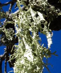 Ramalina subleptocarpha image