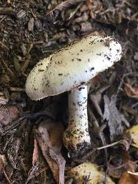 Agaricus californicus image