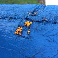 Image of Calocera guepinioides