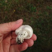 Agaricus campestris image