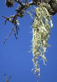 Ramalina subleptocarpha image