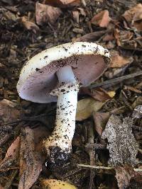 Agaricus californicus image