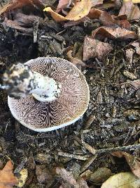 Agaricus californicus image