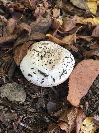 Agaricus californicus image