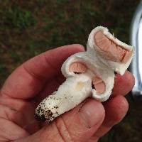 Agaricus campestris image