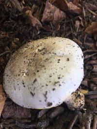 Agaricus californicus image