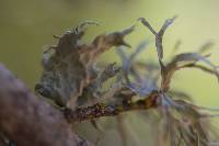 Ramalina canariensis image