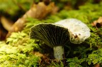 Lactarius indigo image