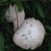 Agaricus campestris image