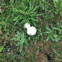 Agaricus campestris image