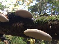 Piptoporus betulinus image