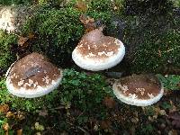 Piptoporus betulinus image