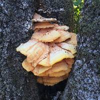 Laetiporus gilbertsonii image