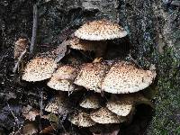 Pholiota squarrosoides image