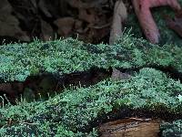 Cladonia cristatella image