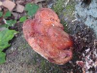 Ganoderma lucidum image