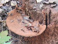 Ganoderma applanatum image