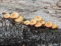 Kuehneromyces mutabilis image