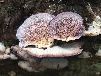 Trichaptum biforme image