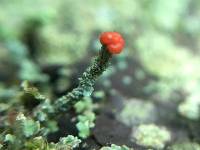 Cladonia cristatella image