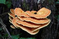 Laetiporus sulphureus image