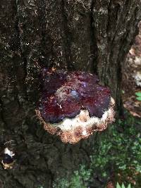 Ganoderma tsugae image