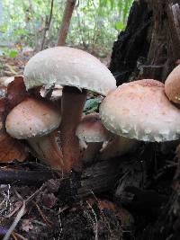 Hypholoma lateritium image