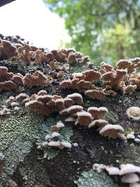 Schizophyllum commune image