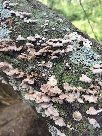 Schizophyllum commune image