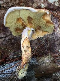 Suillus pictus image