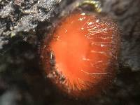 Scutellinia scutellata image