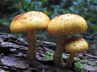 Pholiota limonella image