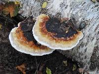 Fomitopsis pinicola image