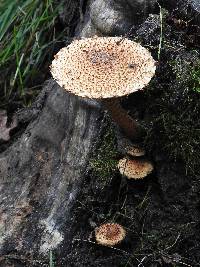 Pholiota squarrosoides image