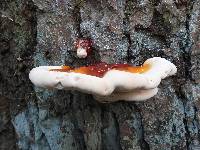 Ganoderma lucidum image