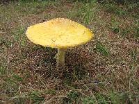 Amanita muscaria var. guessowii image