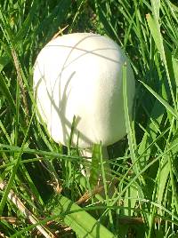 Agaricus campestris image