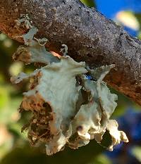 Ramalina canariensis image