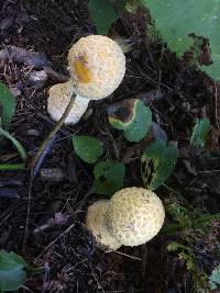 Amanita muscaria var. guessowii image