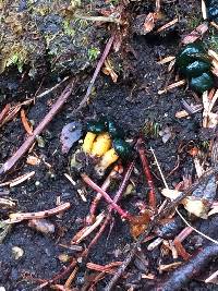 Leotia viscosa image