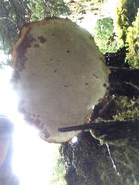 Ganoderma tsugae image