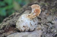 Polyporus squamosus image