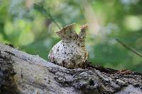 Polyporus squamosus image